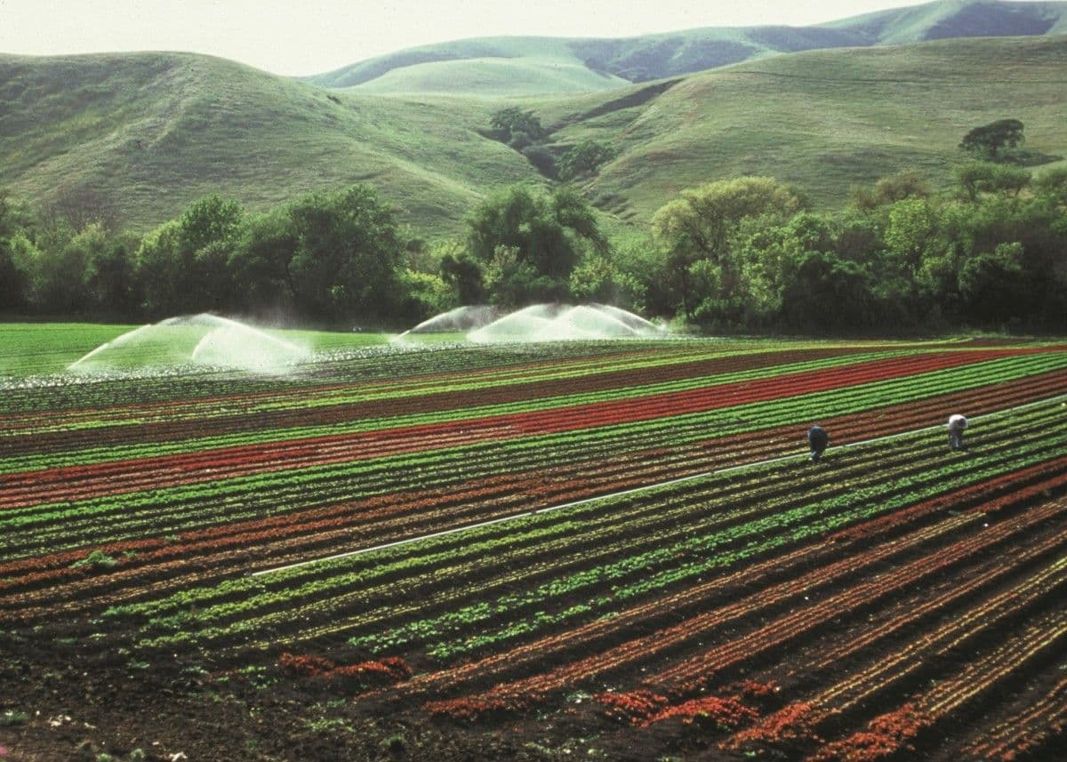 Rows of crops growing across farmland in the Philippines